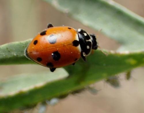 Hippodamia variegata